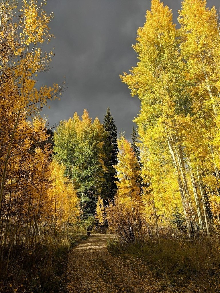 Осенний перед. Осень. Осенний лес. Осень в лесу. Лес осенью.