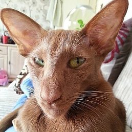 Alik, �������, 35 ���