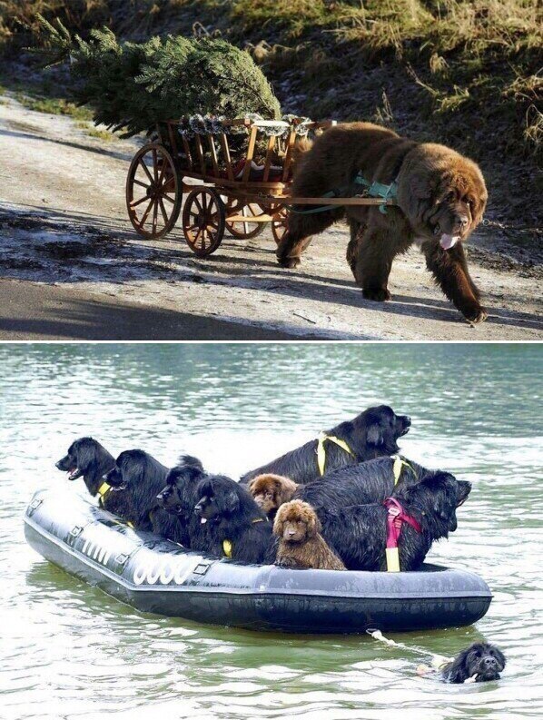 Ньюфаундленд. Мощь и доброта - 2