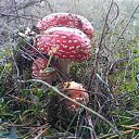  Lilianna,  -  6  2018    