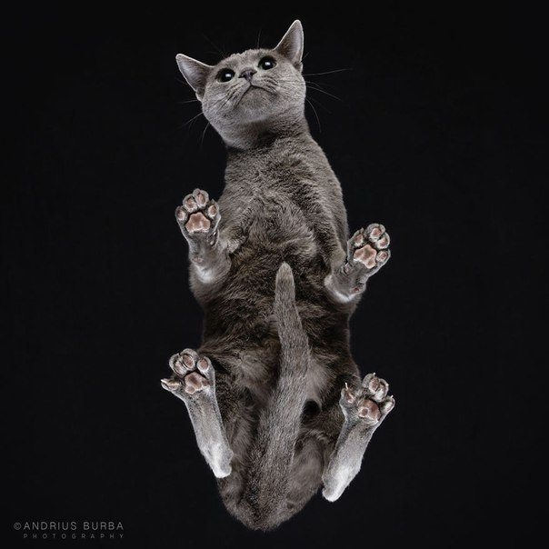 Under-Cats:  Andrius Burba - 7