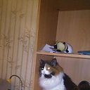 ���� ��������:maik 2134 ������"�������", �����-���������, 47 ��� - ��������� 24 �������� 2018 � ������ ���������� ������