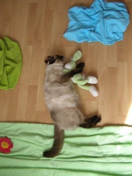 Когда есть свободное время, фотоаппарат и спящий кот)