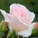 ���� Essam, �������, 46 ��� - ��������� 17 �������� 2018 � ������ ������ ��������