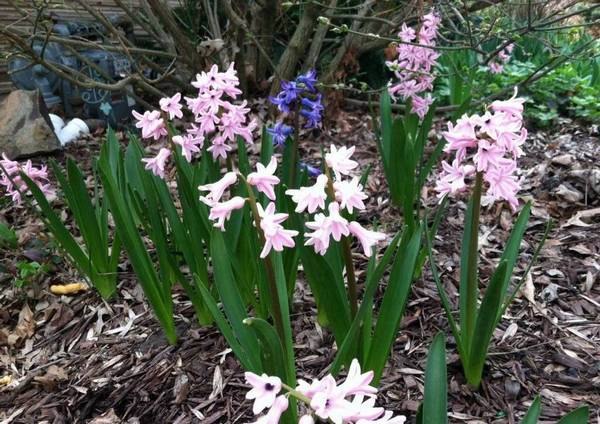  ,   . (. Hyacinthus)    . ... - 3