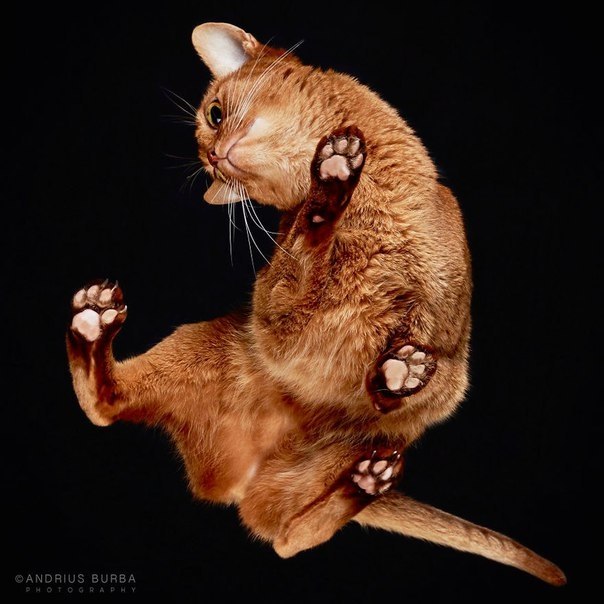 Under-Cats:  Andrius Burba - 6