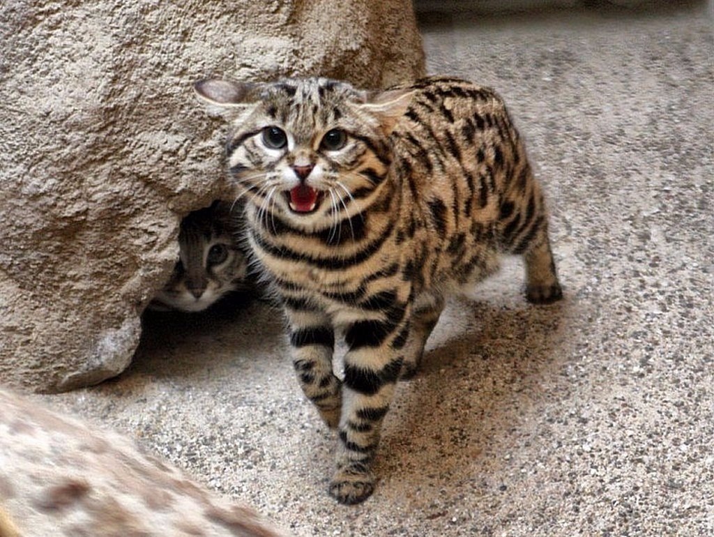 Mae a