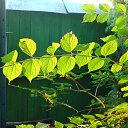 ���� ������, ��������, 51 ��� - ��������� 16 ���� 2018 � ������ ���������� �������