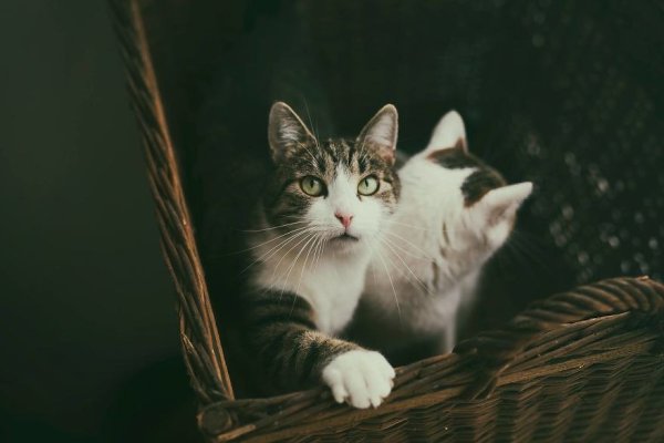 Фотограф Monika Maek убедительно доказывает, что весь домашний уют держится на котиках - 2