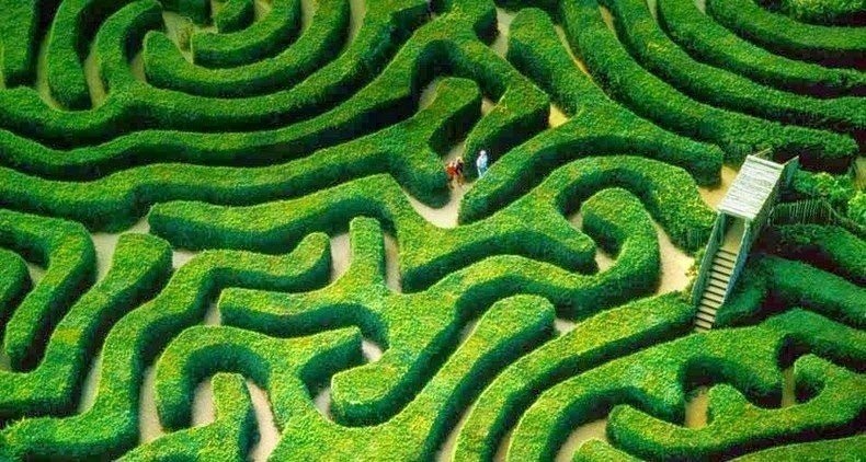 Longleat Hedge Maze      