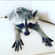 ����, 37 ���, ���������