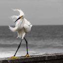  Nina Nikolaevna,  -  9  2018    