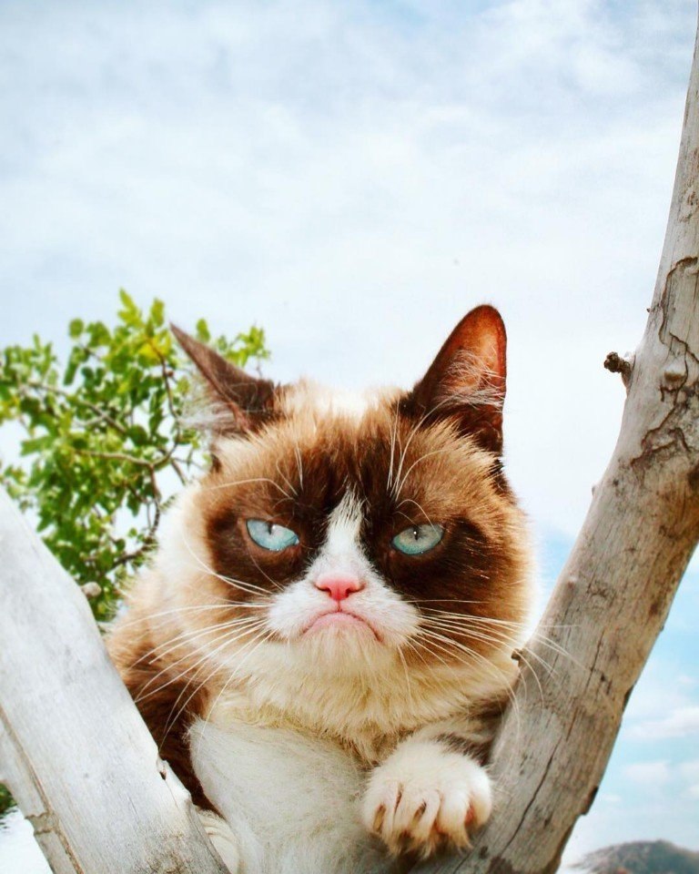   !  REALGRUMPYCAT - 5