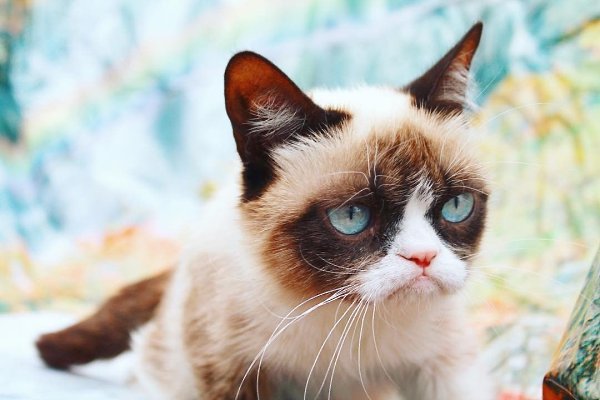   !  REALGRUMPYCAT - 6