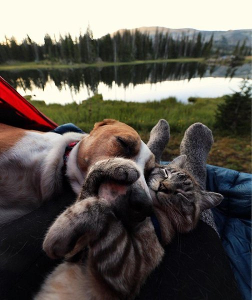 Важно найти единомышленника, остальное все по плечу! Автор henrythecoloradodog - 3