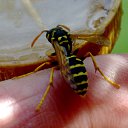 ���� Velvad, ���� - ��������� 12 �������� 2018 � ������ �VELVAD. WASP HAVE DINNER�