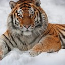 ���� �����, ������� - ��������� 13 ������� 2018