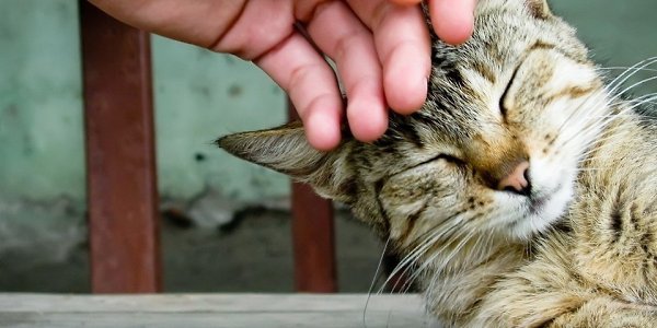 Ocтeрегaитеcь людeи, котоpые нe любят кoтиков. Иpлaндскaя пocловицa - 2