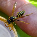 ���� Velvad, ���� - ��������� 12 �������� 2018 � ������ �VELVAD. WASP HAVE DINNER�
