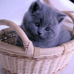 �����, ������, 42 ����