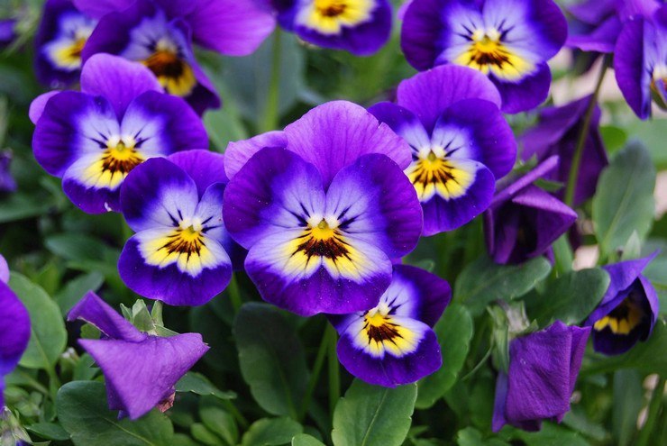 . (Viola)       ,    ...