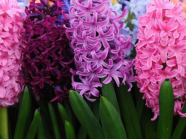  ,   . (. Hyacinthus)    . ...