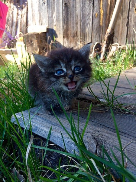 #Безкота_добро.У нас в семье появился малыш. Был большой праздник, Троица!! История её такова.Кто то ... - 4