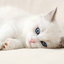  Cat, , 51  -  27  2018    