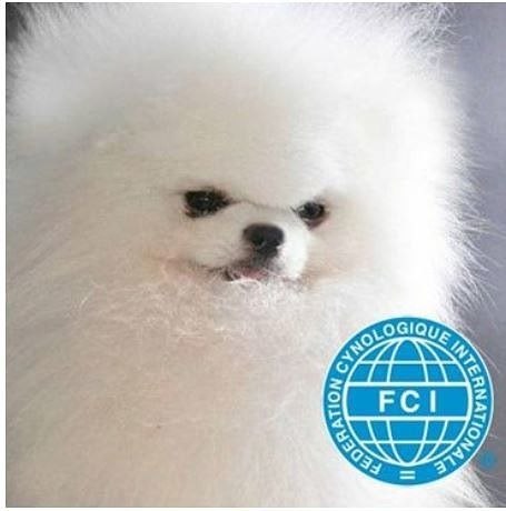    .  20 https://fotostrana.ru/away?to=/sl/1wT`s Pomeranians Blacky (Johnny)