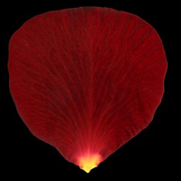 �������, ������, 41 ���