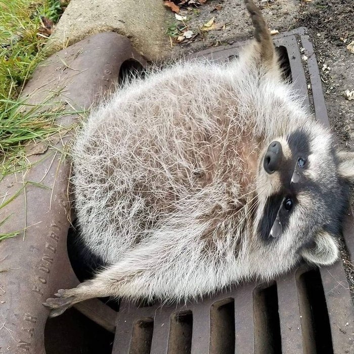     ,   ,       