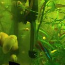 ���� Nef@, �������, 52 ���� - ��������� 25 ����� 2019 � ������ �������