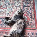 ��� ����� - ����