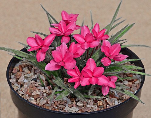 .   (Rhodohypoxis) -   ,   ...