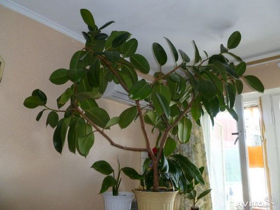     !   (Ficus elastica)     ...