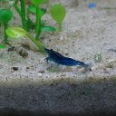 Neocaridina heteropoda &quot;Blue Velvet&quot;   