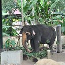 ���� Aru, �������� - ��������� 16 ������� 2018 � ������ �GURUVAYUR, KERALA, INDIA�