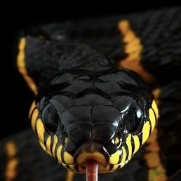 �����, ���, 40 ���