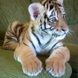 Ildarik, ������, 53 ����