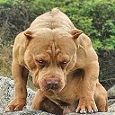 ���� Roman, ��������, 40 ��� - ��������� 25 ������ 2018 � ������ ���� ����������