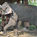 ���� Aru, �������� - ��������� 16 ������� 2018 � ������ �GURUVAYUR, KERALA, INDIA�