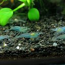 Neocaridina heteropoda &quot;Blue Jelly&quot;   