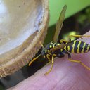 ���� Velvad, ���� - ��������� 12 �������� 2018 � ������ �VELVAD. WASP HAVE DINNER�