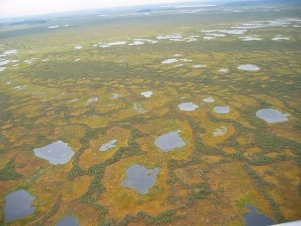Самое большое болото в мире — российское Большое Васюганское болото. Его площадь составляет 53-55 ...