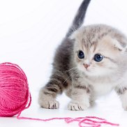 ����, 48 ���, ����