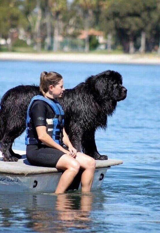 Ньюфаундленд. Мощь и доброта - 3