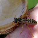 ���� Velvad, ���� - ��������� 12 �������� 2018 � ������ �VELVAD. WASP HAVE DINNER�