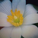  ***Oxana***, -- -  14  2019    