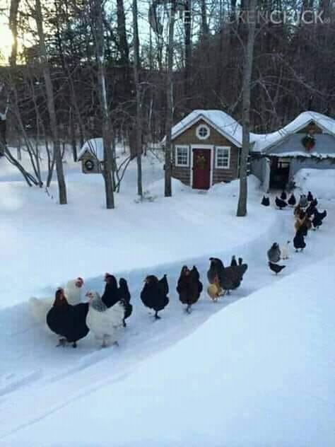 ВЕЧЕРНИЙ МОЦИОН))
