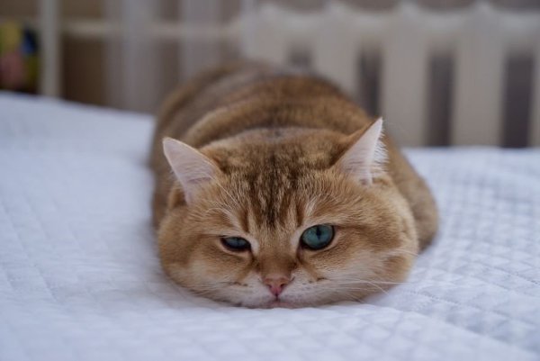 Кошка - разносторонне подготовленный психотерапевт. В её арсенале: Психоанализ - вы говорите с ...